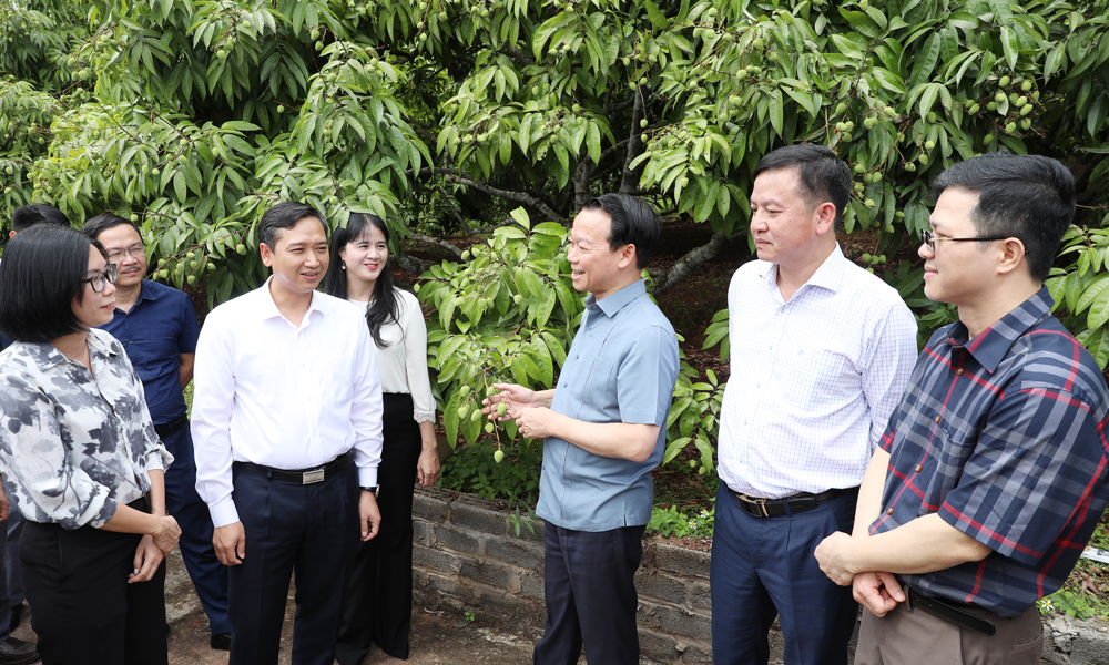 Minister calls for Bac Giang's stronger efforts to boost lychee production and exports